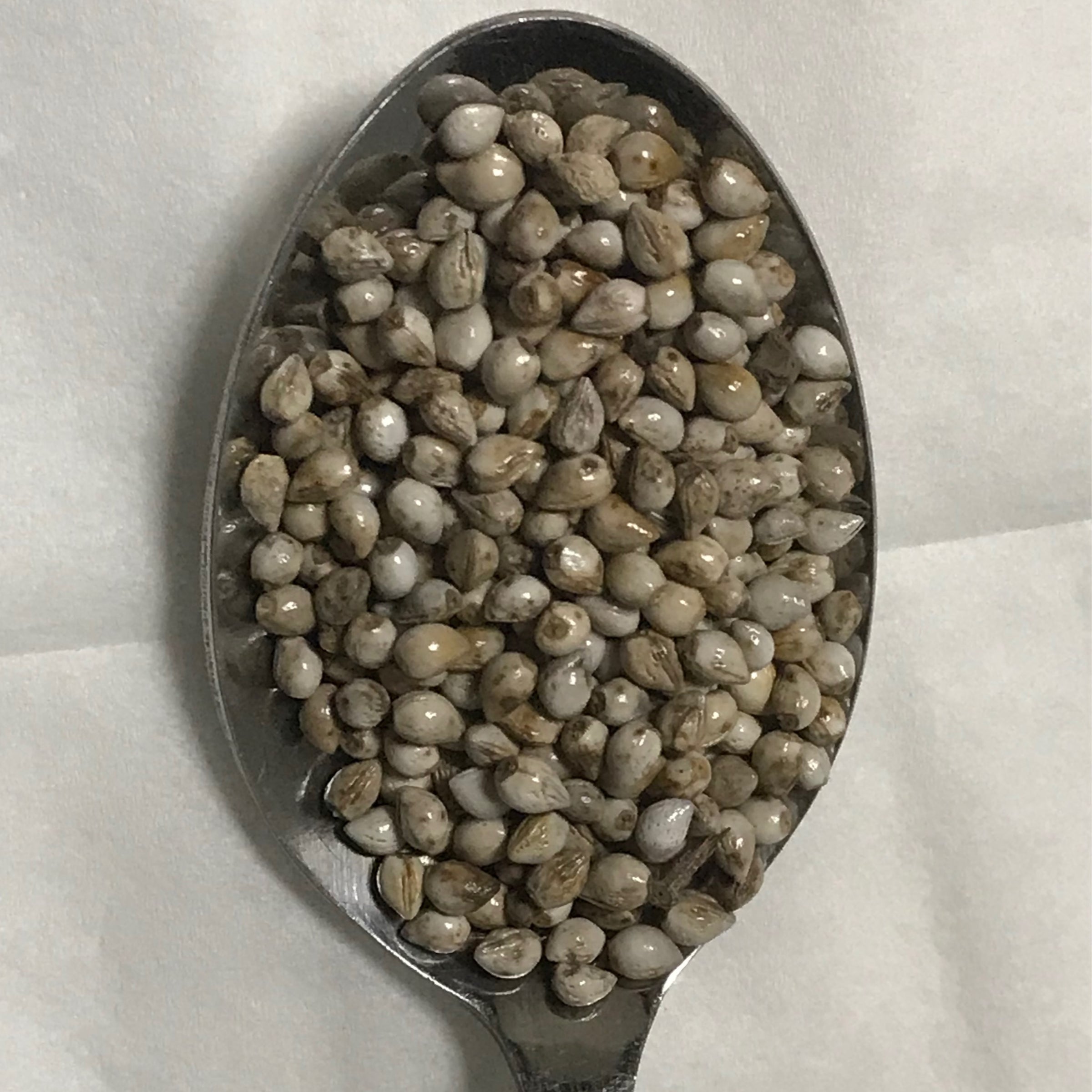 紫根の種500 粒 | ポンドショップ